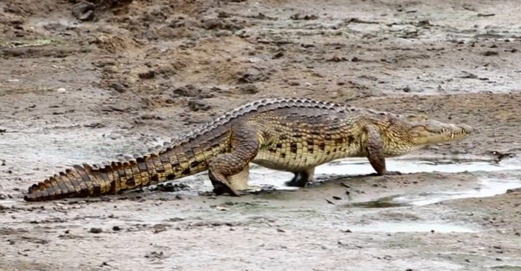 kulit buaya adalah yang terkuat